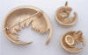 Vintage Gold tone Dotted Feather Brooch Earrings Set