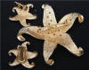 Vintage Golden Rhinestones Star Fish Brooch Earrings Set